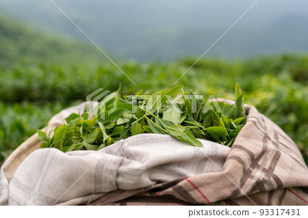 Tea plantation. Green tea harvest. 93317431
