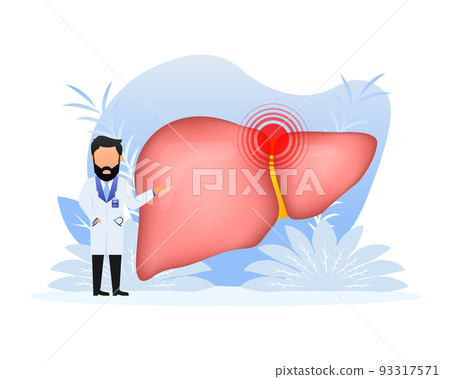 Liver anatomy structure. Digestive gallbladder organ. Vector illustration. 93317571