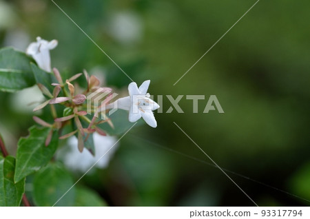 Aberia's flower Aberia's flower 93317794