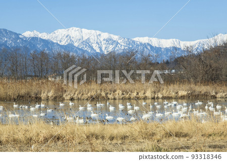 天鵝飛到他們的越冬地信州安曇野 93318346