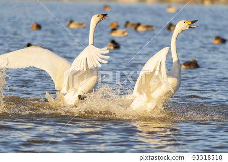 Azumino, Shinshu, the swans that flew to the wintering grounds Azumino, Shinshu, the swans that flew to the wintering grounds 93318510
