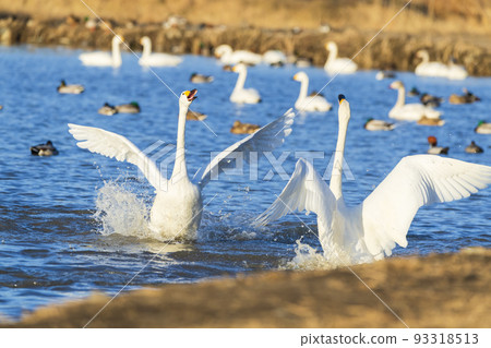 安曇野,信州,飛到越冬地的天鵝 安曇野,信州,飛到越冬地的天鵝 93318513