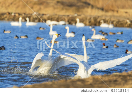 Azumino, Shinshu, the swans that flew to the wintering grounds Azumino, Shinshu, the swans that flew to the wintering grounds 93318514