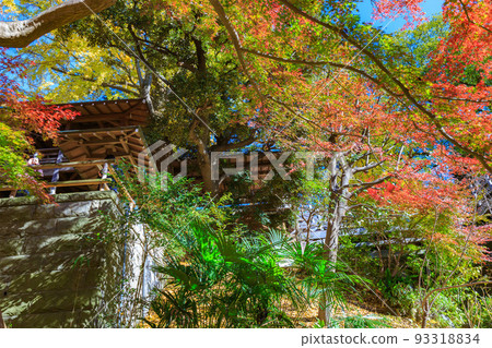 Autumn leaves of Todoroki Fudoson, Todoroki Valley, Setagaya Ward, Tokyo Autumn leaves of Todoroki Fudoson, Todoroki Valley, Setagaya Ward, Tokyo 93318834