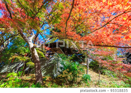 Autumn leaves of Todoroki Fudoson, Todoroki Valley, Setagaya Ward, Tokyo Autumn leaves of Todoroki Fudoson, Todoroki Valley, Setagaya Ward, Tokyo 93318835