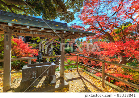 Autumn leaves of Todoroki Fudoson, Todoroki Valley, Setagaya Ward, Tokyo Autumn leaves of Todoroki Fudoson, Todoroki Valley, Setagaya Ward, Tokyo 93318841