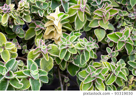 Maxican mint, Fresh colorful leaves. Coleus amboinicus 93319030