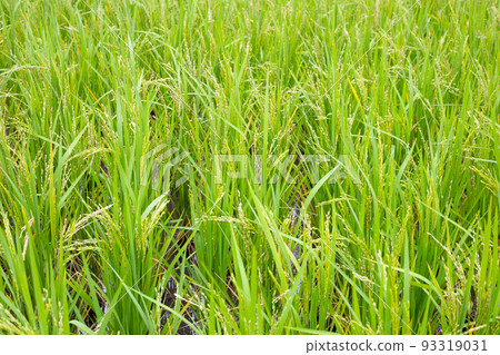Rice plant in rice field. 93319031