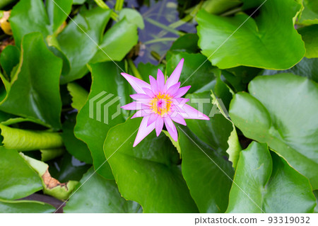 Beautiful blooming lotus flower with leaves, Waterlily pond Beautiful blooming lotus flower with leaves, Waterlily pond 93319032