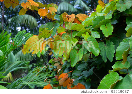 Bauhinia aureifolia or gold leaf bauhinia 93319087