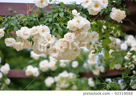 Rose flowers Schneebitten 93319088