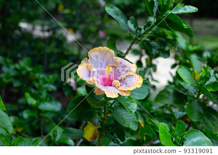 Blossom of hibiscus flower on tree 93319091