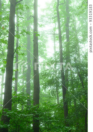 Mt. Adatara in summer, trees and sunlight 93319183