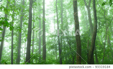 Mt. Adatara in summer, trees and sunlight 93319184