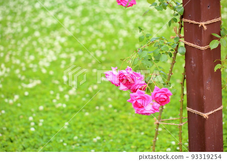 Rose flower parade Rose flower parade 93319254