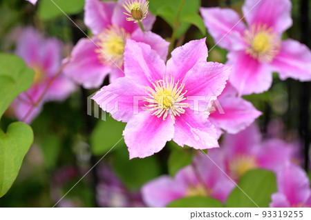 Clematis flower peel 93319255