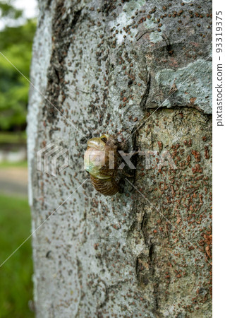 Cicada shell 93319375
