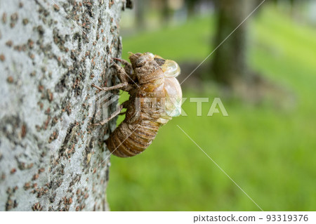 Cicada shell 93319376