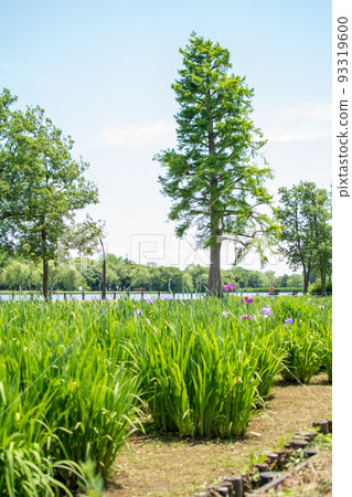 水本公園鳶尾花園/東京葛飾區 93319600