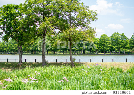 水本公園鳶尾花園/東京葛飾區 93319601