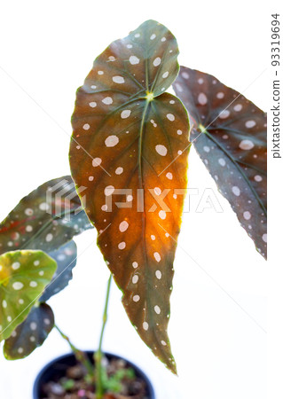 Begonia maculata leaves on white background. Begonia maculata leaves on white background. 93319694
