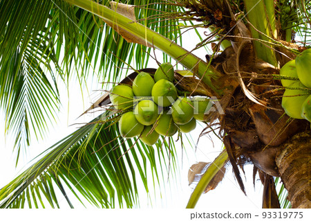 Coconut tree with bunches of coconut fruits 93319775