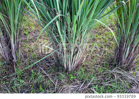 Lemongrass clump in the garden 93319789