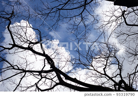 Dead branches tree silhouette with blue sky and cloud 93319790