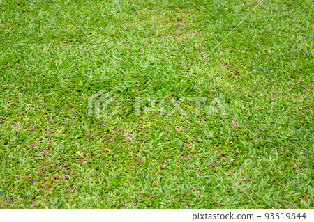 Fresh lawn grass. Beautiful green garden Fresh lawn grass. Beautiful green garden 93319844