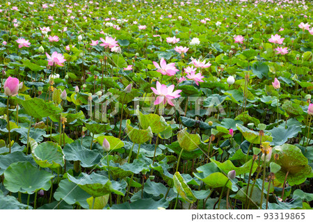 Beautiful blooming lotus flower with leaves, Water lily pond Beautiful blooming lotus flower with leaves, Water lily pond 93319865