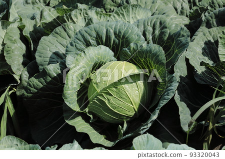 Takahara cabbage Takahara cabbage 93320043