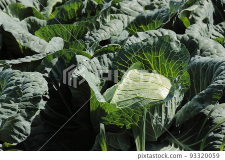 Takahara cabbage Takahara cabbage 93320059