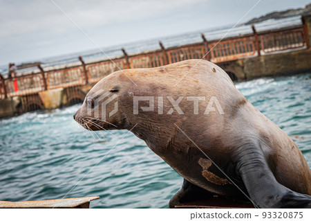 Aquarium Todo 93320875