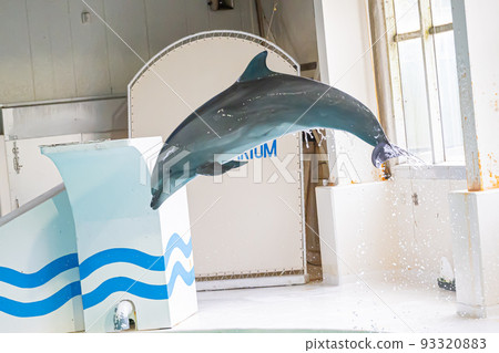 Aquarium dolphin Aquarium dolphin 93320883