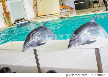 水族館海豚 水族館海豚 93320884