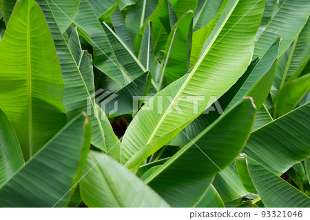 Green leaves of banana tree Green leaves of banana tree 93321046