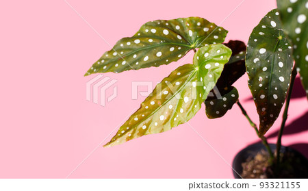 Begonia maculata leaves on pink background. Begonia maculata leaves on pink background. 93321155