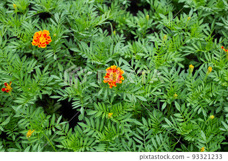 Yellow marigold flower in garden 93321233