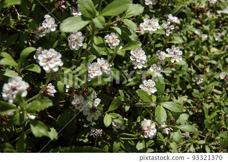 Kurapia with small white flowers crawling in the garden 93321370
