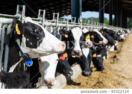 View of a livestock farm with cows in stalls View of a livestock farm with cows in stalls 93322114