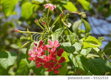Combretum indicum (lat. - Combretum indicum) or Quisqualis indicum 93322516
