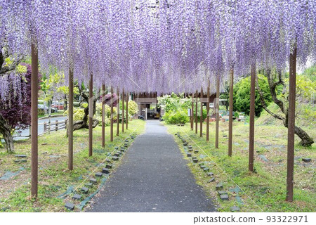 熊本縣花王古森林公園的紫藤花架 熊本縣花王古森林公園的紫藤花架 93322971