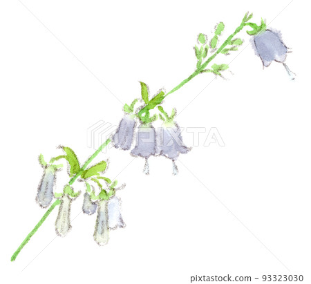 Summer-Autumn Flowers: Watercolor illustration of Tsurigane Ginseng (bell carrot) 93323030
