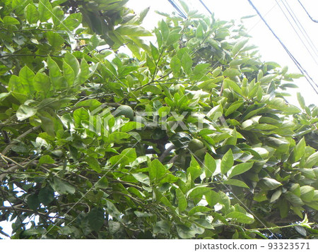 藍色時收穫的卡波斯水果,享受果汁 藍色時收穫的卡波斯水果,享受果汁 93323571