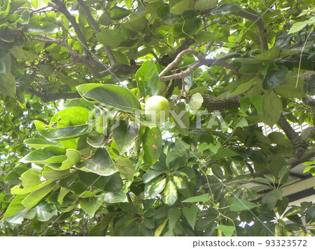 我們家的柿子長得很順利 我們家的柿子長得很順利 93323572