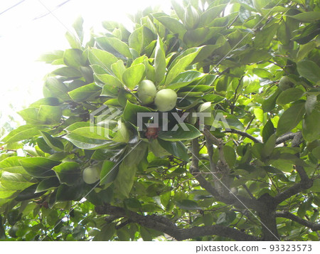 我們家的柿子長得很順利 93323573