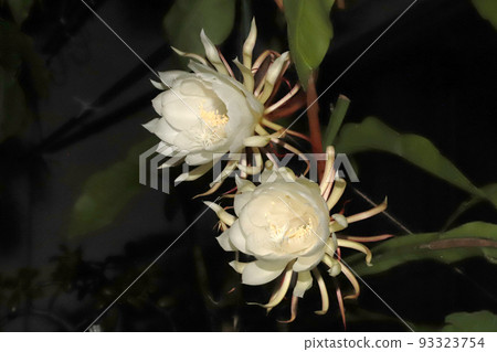 夜之女王開花過程 夜之女王開花過程 93323754