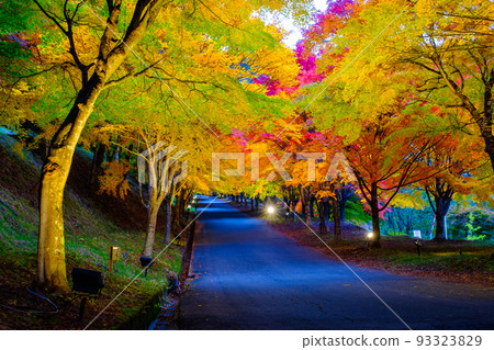 Autumn leaves of Momiji lake in Minowa town (light up) Autumn leaves of Momiji lake in Minowa town (light up) 93323829