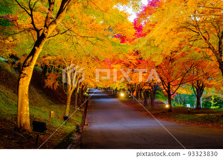 Autumn leaves of Momiji lake in Minowa town (light up) Autumn leaves of Momiji lake in Minowa town (light up) 93323830