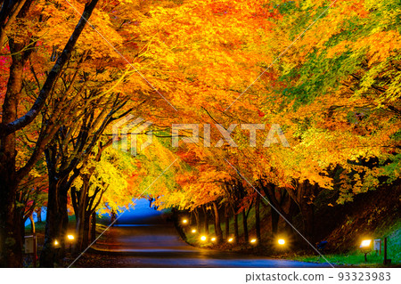 Autumn leaves of Momiji lake in Minowa town (light up) 93323983